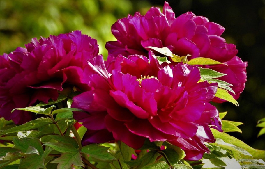 Пион древовидный черный лоск