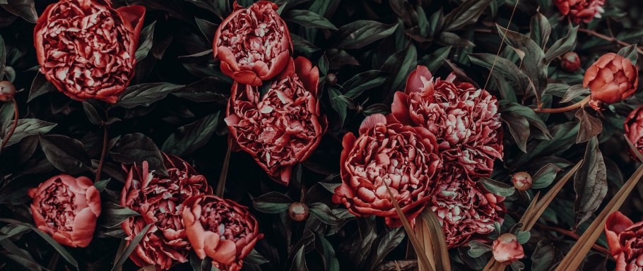 Пион древовидный Блю Чиф