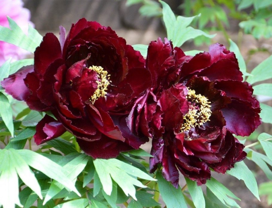 Пион древовидный черный Лос