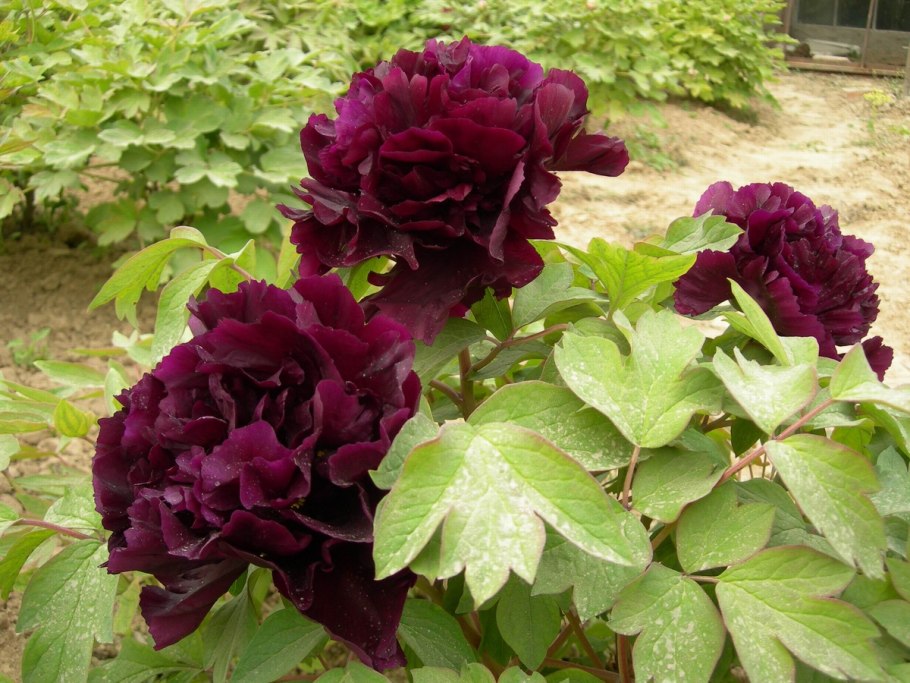 Пион древовидный Hatsugarasu