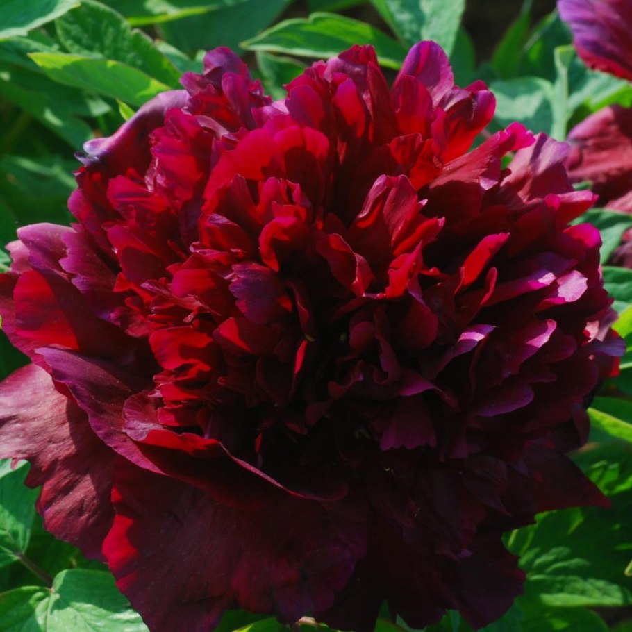 Пион Блэк Бьюти