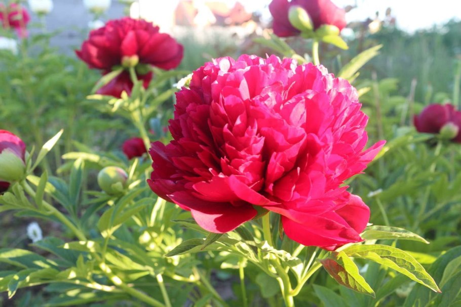 Пион Смоута