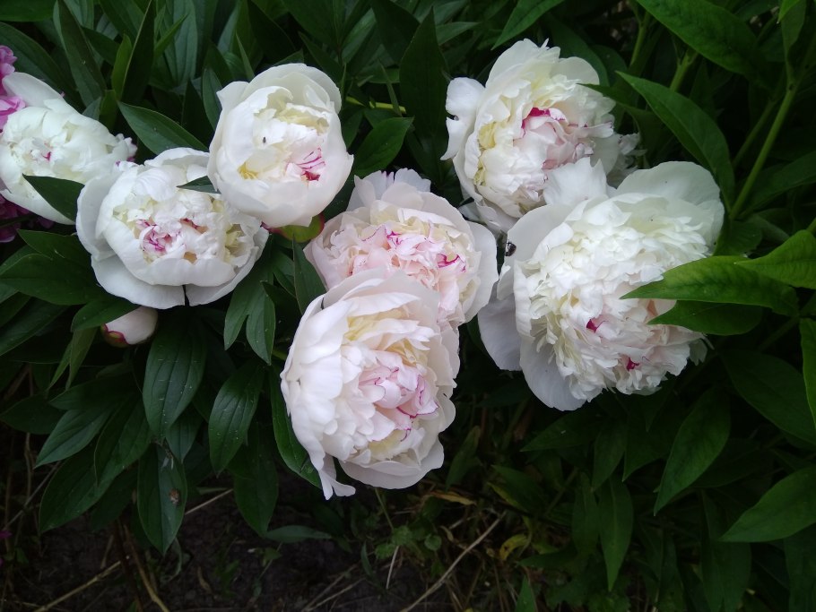 Пион молочноцветковый Highlight