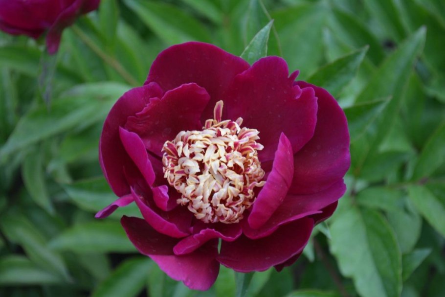 Пион черный принц