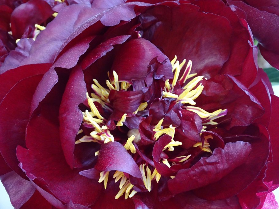 Пион Блэк Бьюти