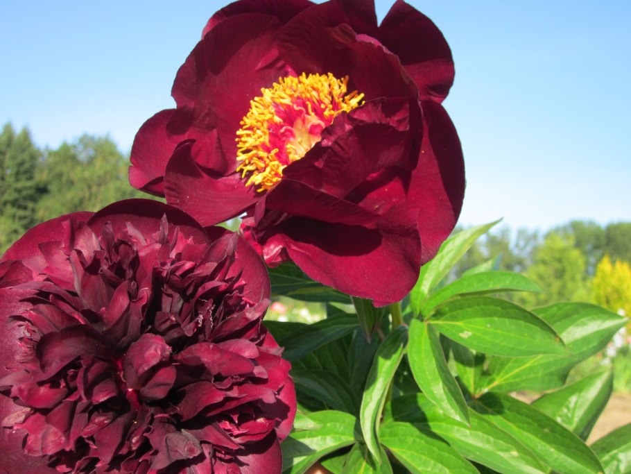 Пион древовидный дак Блэк-пёпл