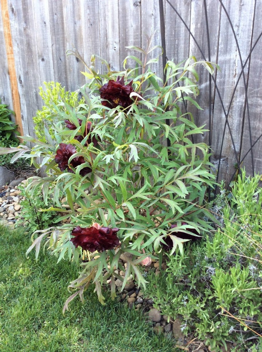 Пион древовидный ред виз Пинк