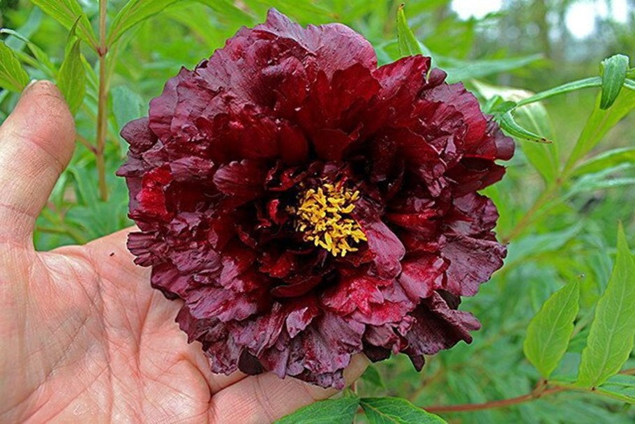 Пион древовидный Эрли Блэк