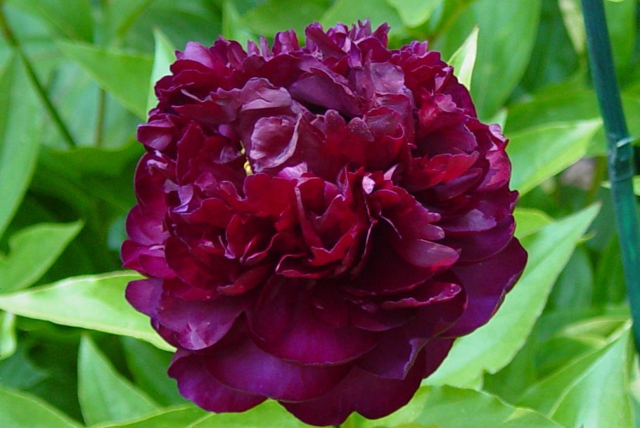 Пион ред Чарм