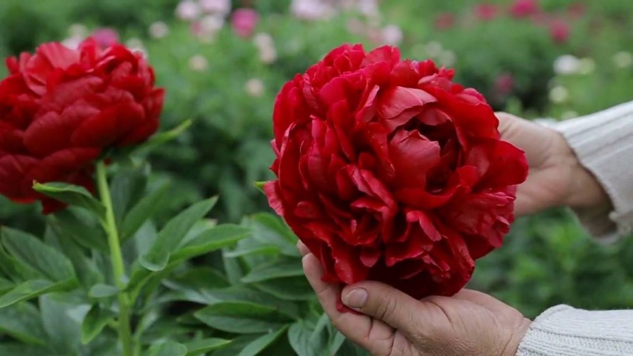 Тюльпан Блэк Джуэл