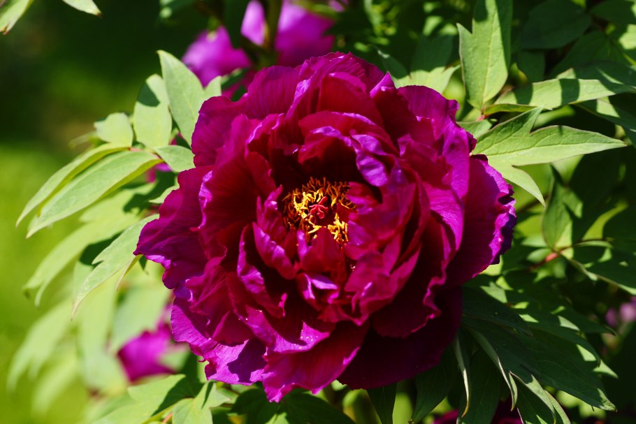 Пион Блэк Бьюти Black Beauty