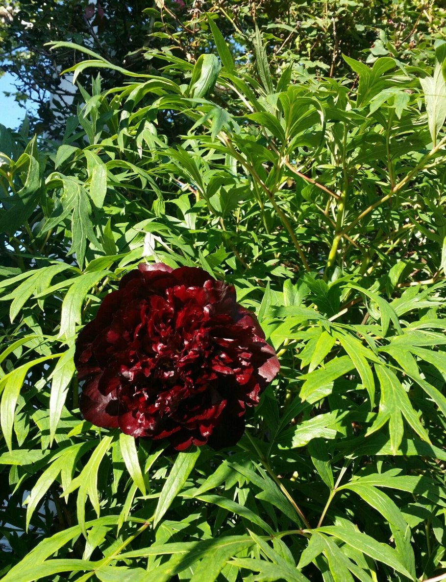 Пион древовидный черный тигр