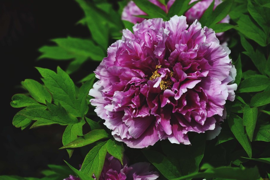 Пион Виктори де ла Марне