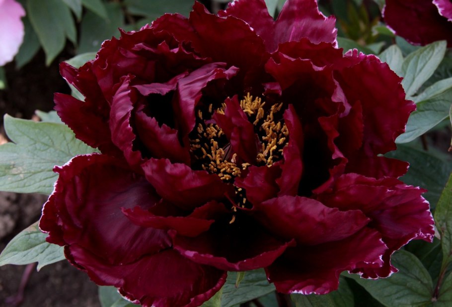 Пион древовидный Эрли Блэк