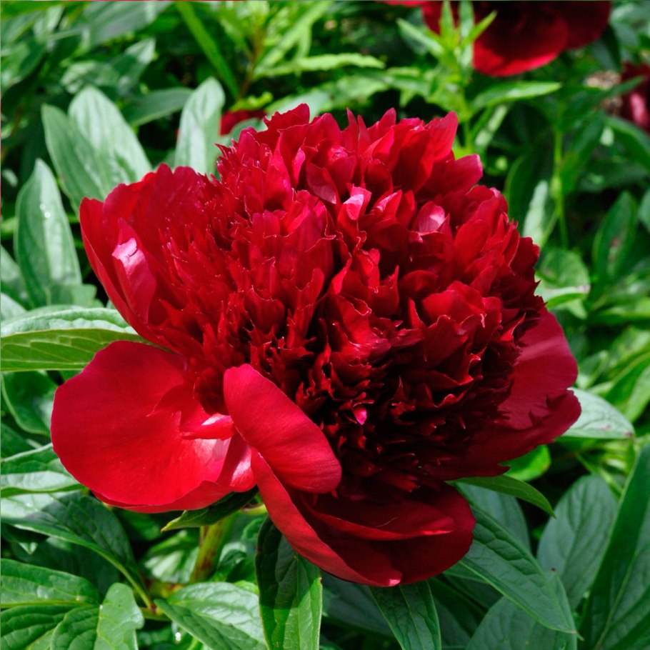 Пион древовидный черный лоск