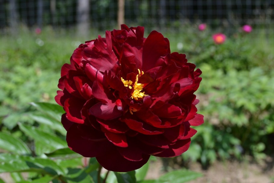 Пион Даунтлесс