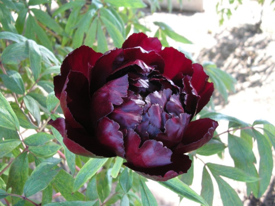 Пион древовидный черная пантера