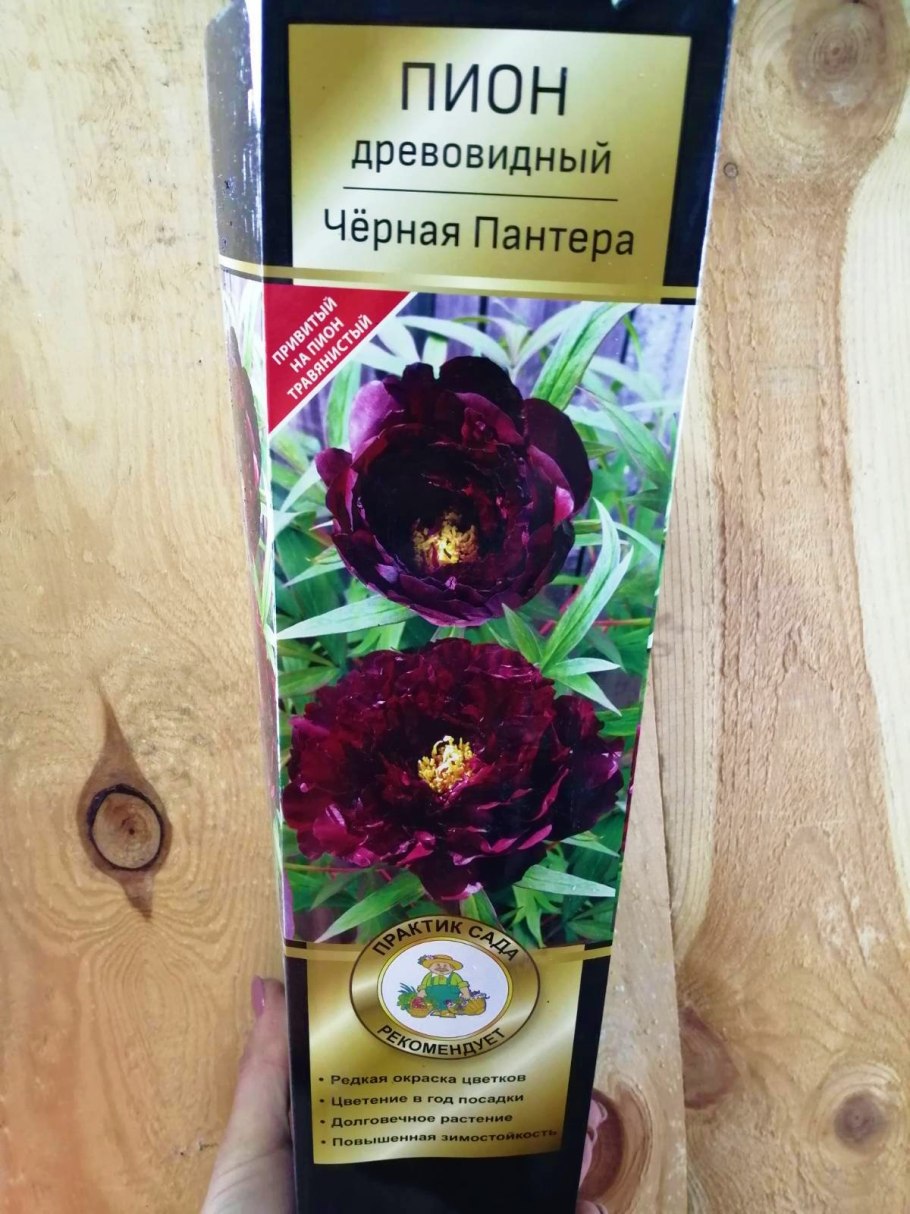 Пион Блэк Бьюти Black Beauty