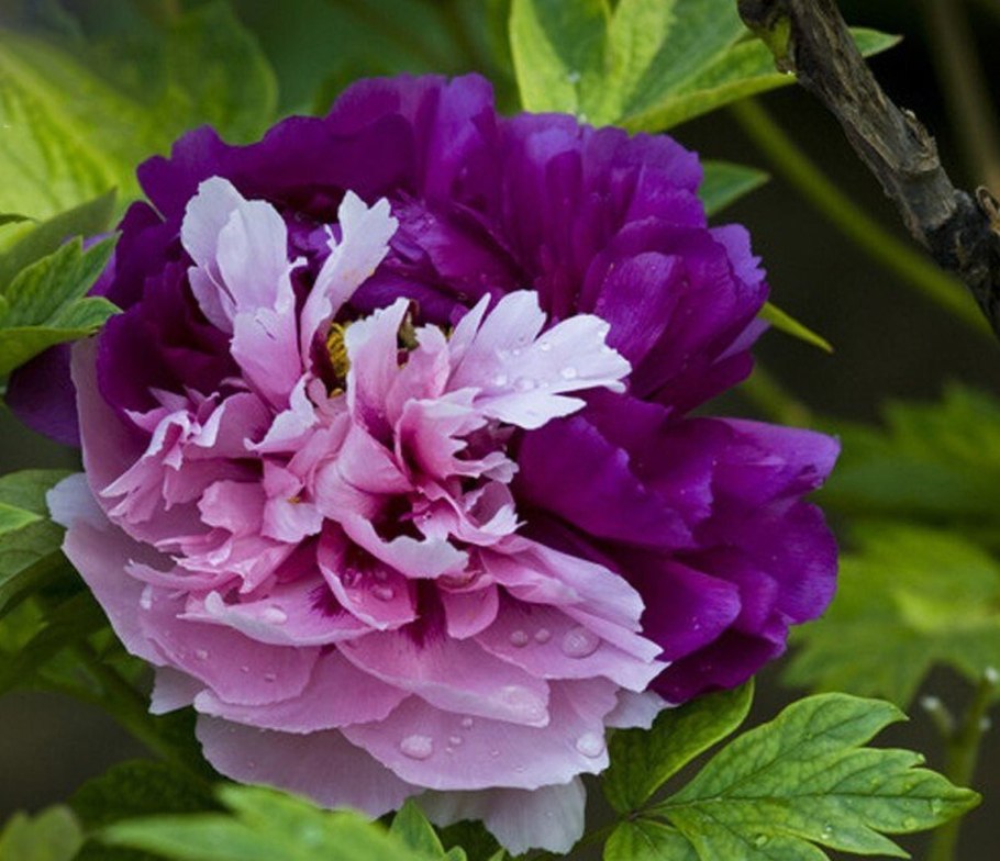 Пион Генри Бокстос