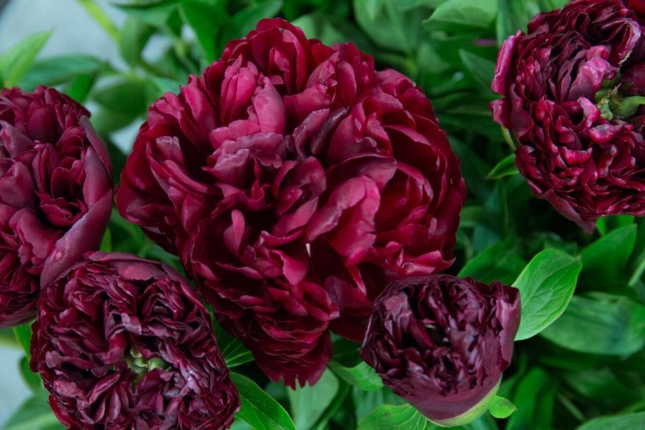 Пион Адмирал Скакодуб