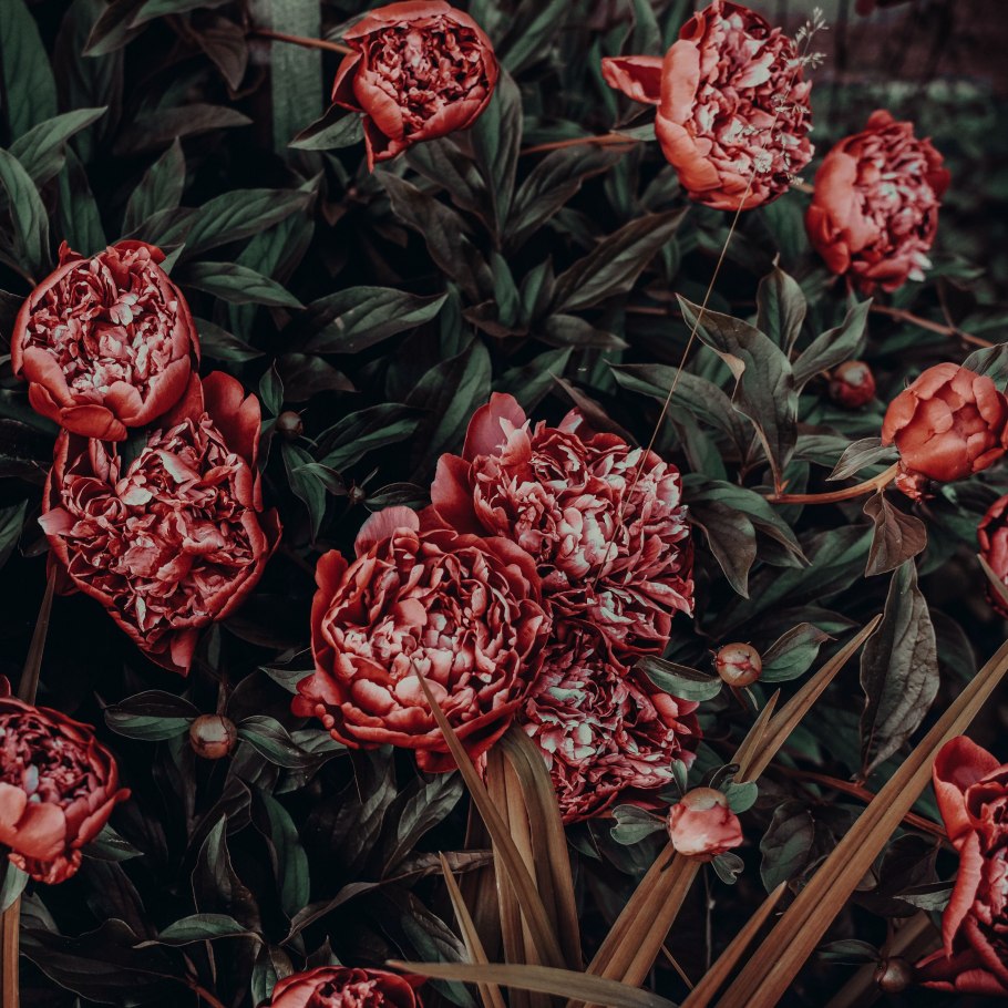 Пион ариндал