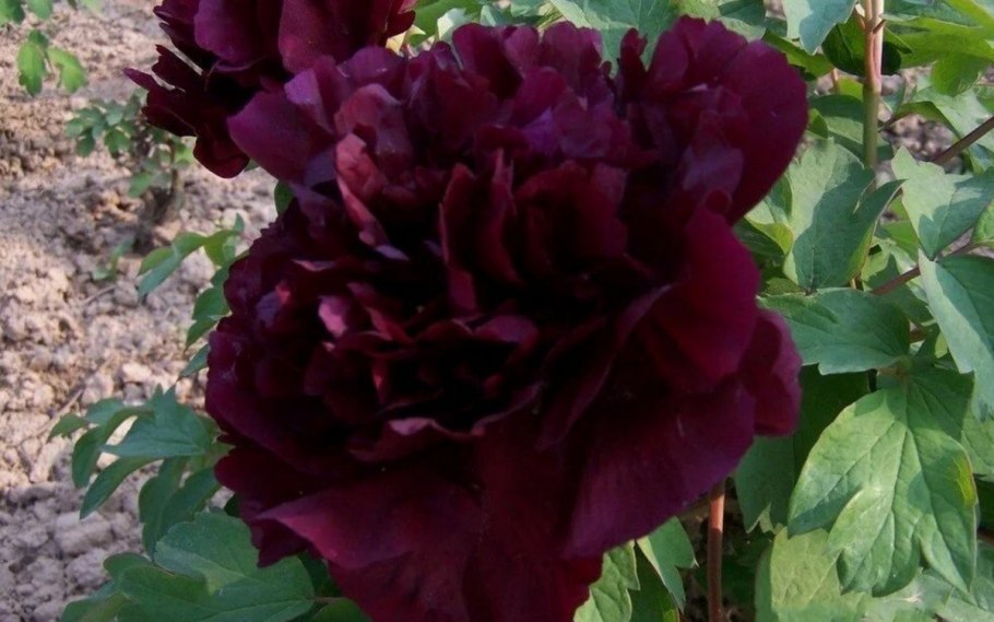 Пион Блэк Бьюти Black Beauty