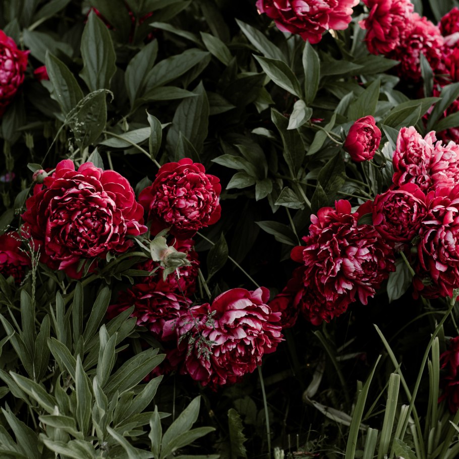 Пион Бартзелла