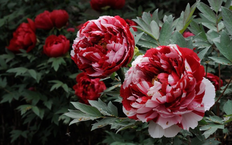 Пион Сюзетт