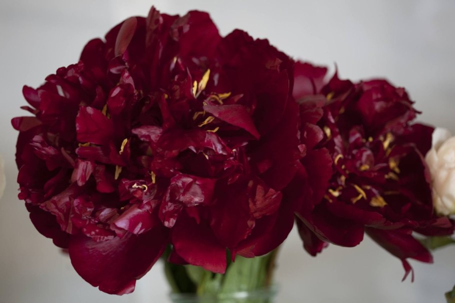 Эстетика красных пионов