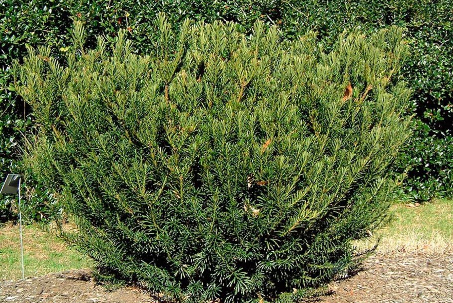 Тис тенелюбивый