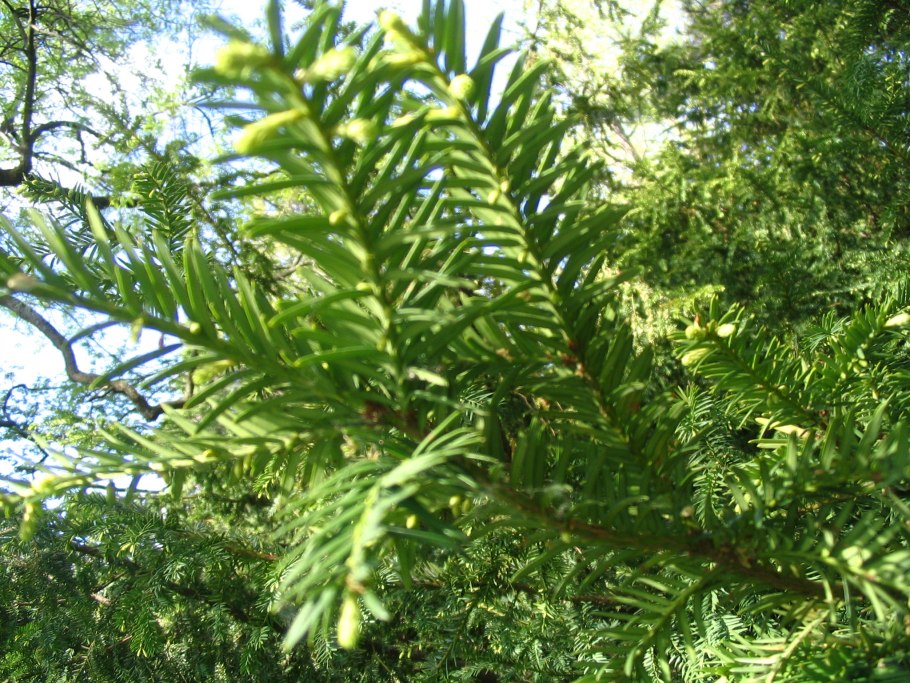 Канадский тис Taxus canadensis