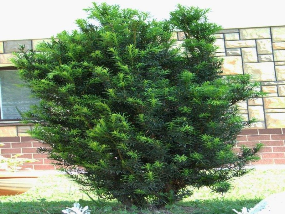 Тисс ягодный (Taxus baccata