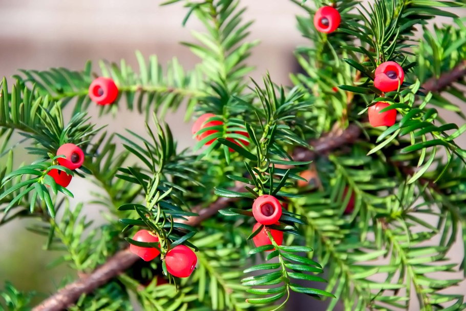 Дерево тис (Taxus)