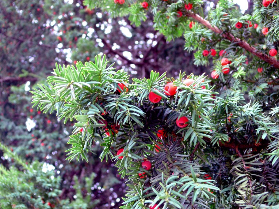 Тисс ягодный - Taxus baccata l