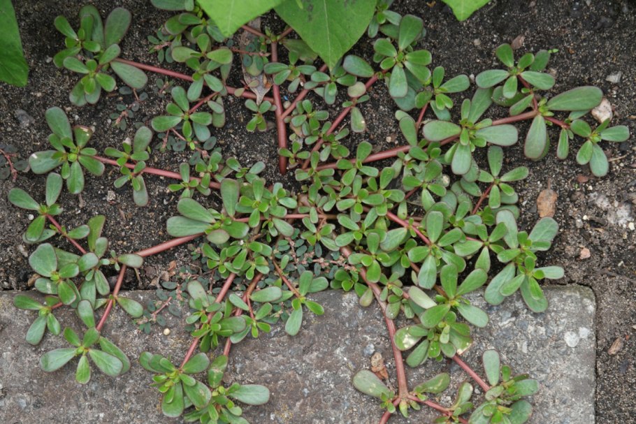 Портулак огородный