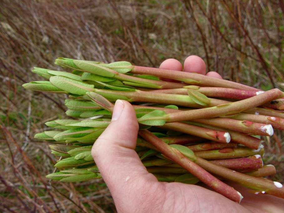 Дикая спаржа