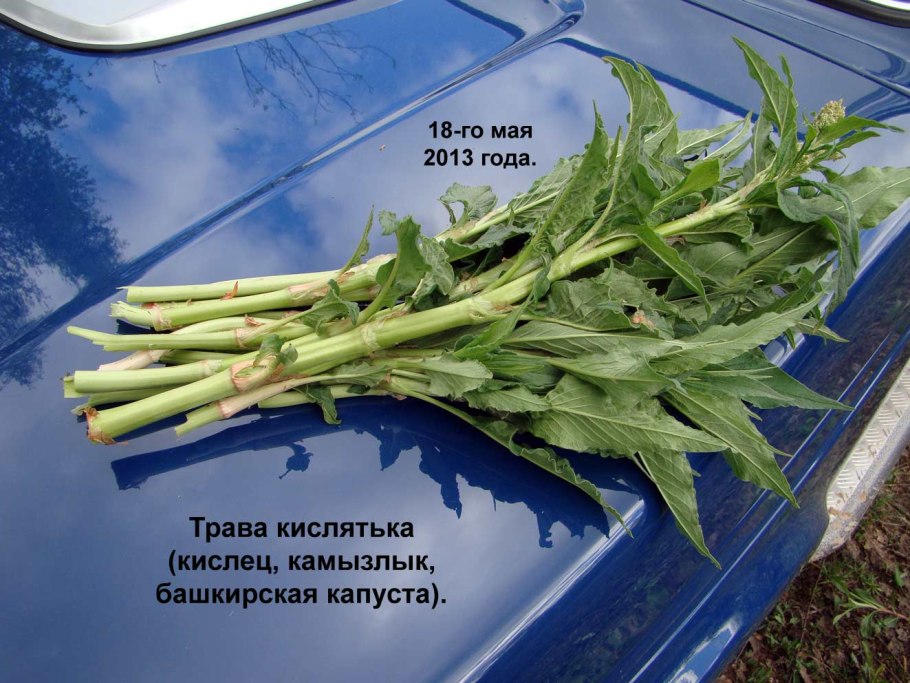 Горец Альпийский кислятка