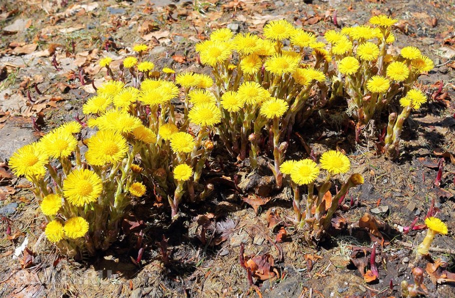 Мать-и-мачеха обыкновенная