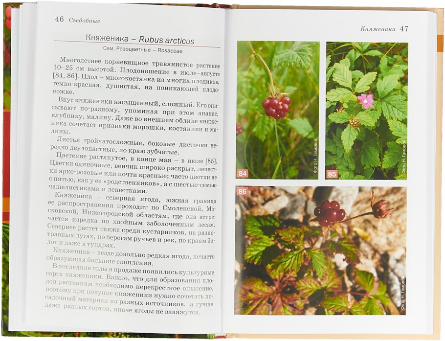 Атлас-определитель 3 класс окружающий мир растения ягоды