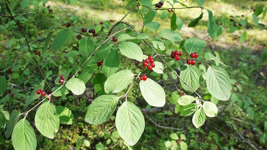 Жимолость Лесная