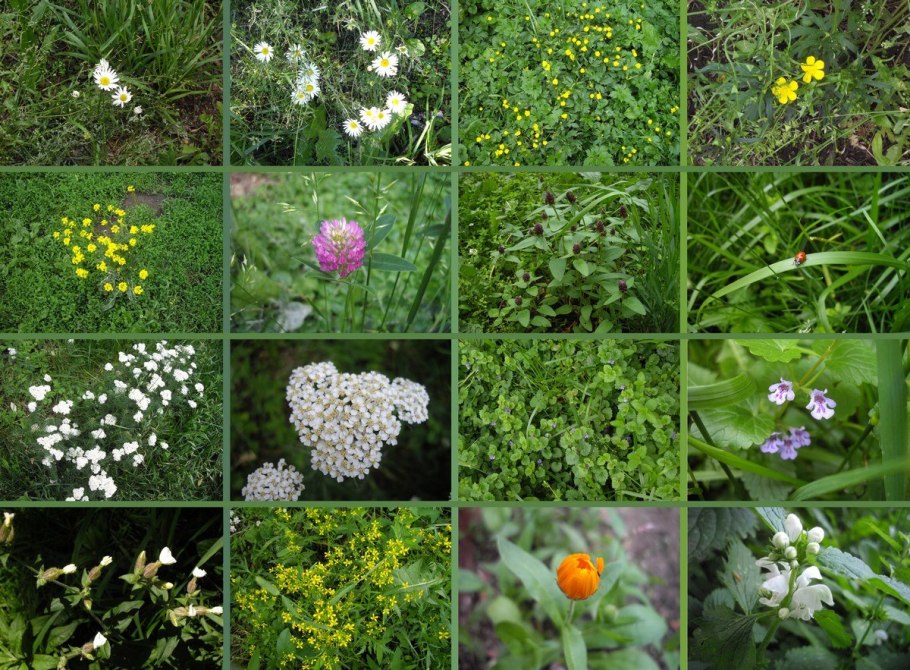 Травянистые растения травы