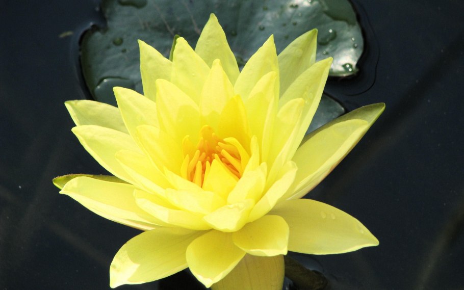 Лотос Нелумбо желтый