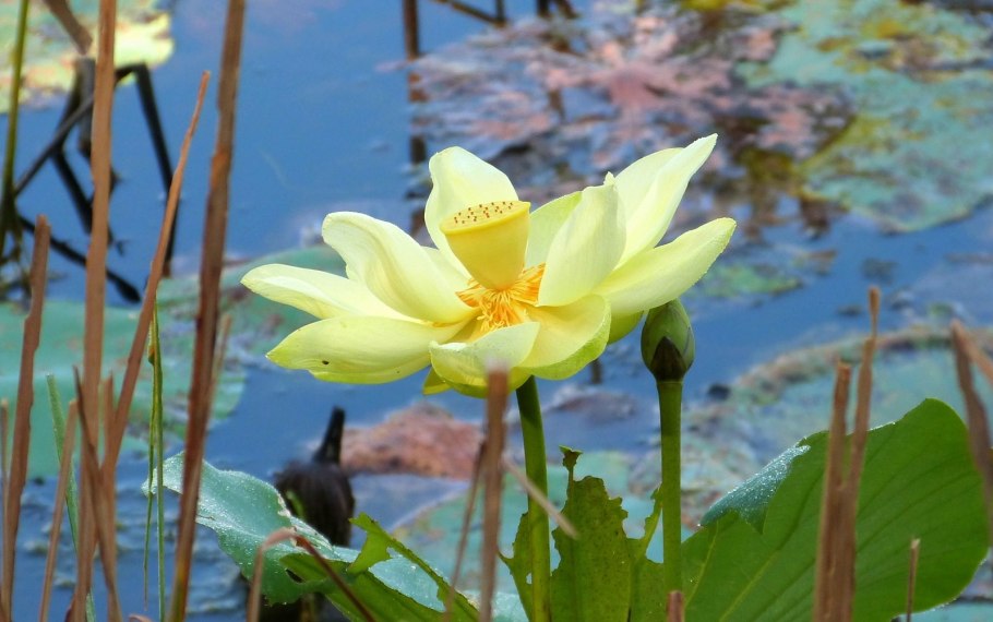 Нимфея odorata sulphurea