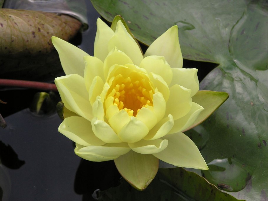 Кубышка Адвена