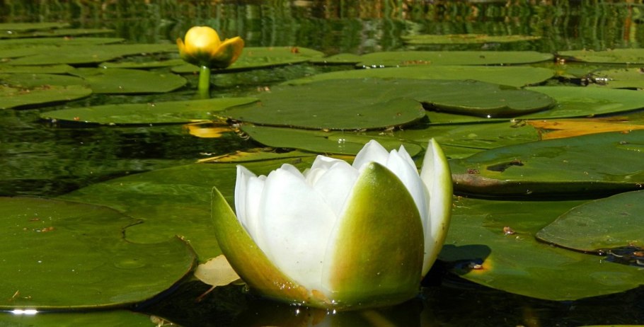 Кувшинка кубышка