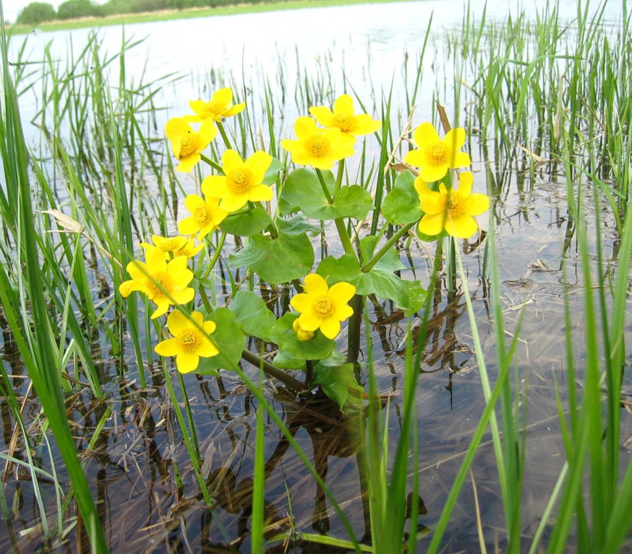 Кувшинка желтая (Nuphar lutea)
