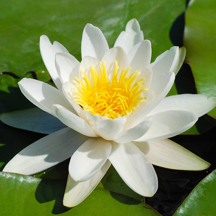 Кувшинка кубышка