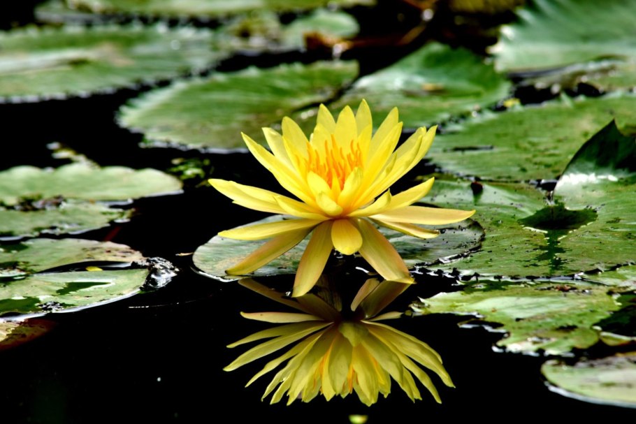 Пион Будда Лотус