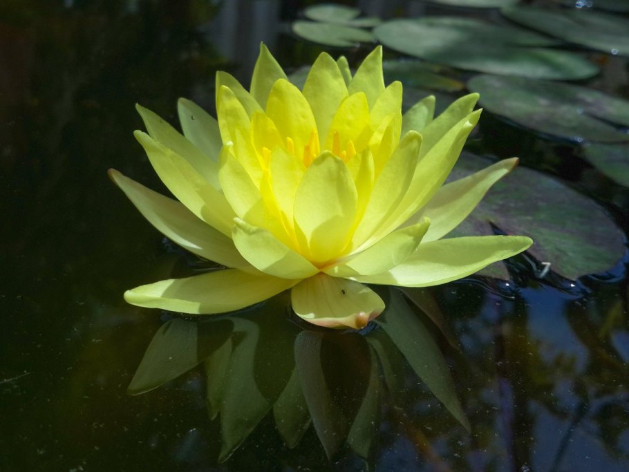 Золотой Лотус растение