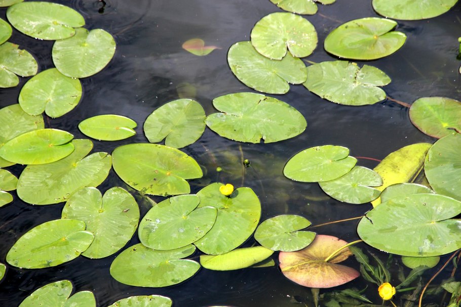 Кувшинка белая бутон